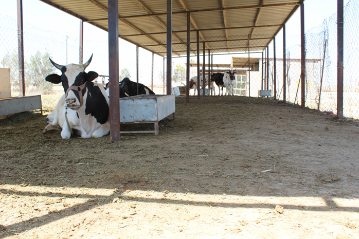 البيت الحيواني